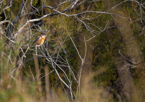 saxicola rubicola   tarier patre