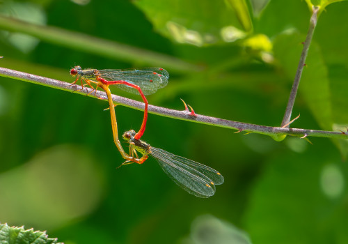 ceriagrion tenellum   agrion delicat coeur copulatoire