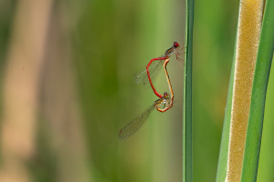 ceriagrion tenellum agrion delicat coeur copulatoire ceriagrion tenellum agrion delicat coeur copulatoire