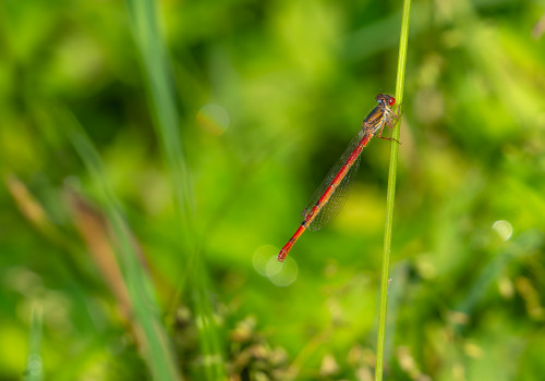 ceriagrion tenellum   agrion delicat femelle