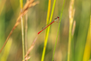 ceriagrion tenellum agrion delicat male ceriagrion tenellum agrion delicat male