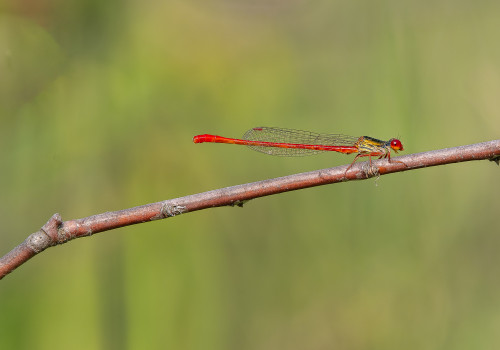 ceriagrion tenellum  l agrion delicat  male