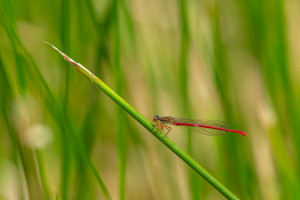 ceriagrion tenellum l agrion delicat male ceriagrion tenellum l agrion delicat male