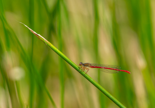 ceriagrion tenellum  l agrion delicat  male