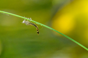 chalcolestes viridis leste vert exuvie chalcolestes viridis leste vert exuvie