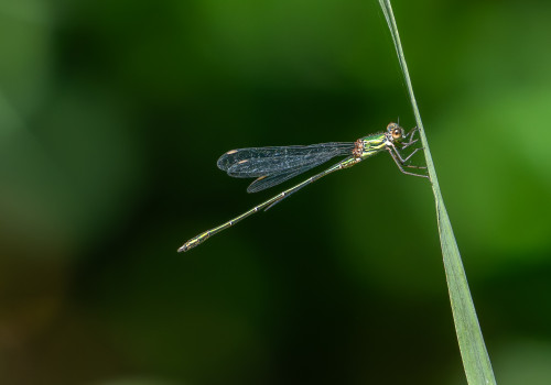chalcolestes viridis   leste vert male