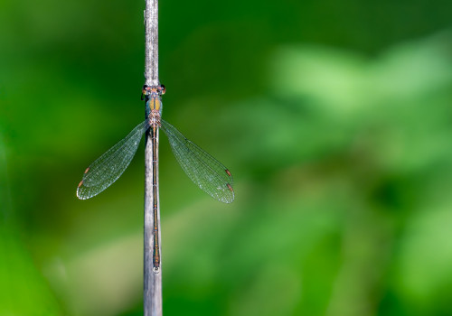 chalcolestes viridis   leste vert male