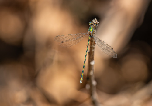 chalcolestes viridis   leste vert male