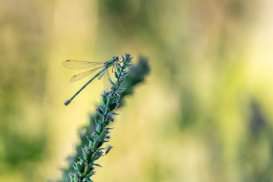 chalcolestes viridis le leste vert femelle chalcolestes viridis le leste vert femelle