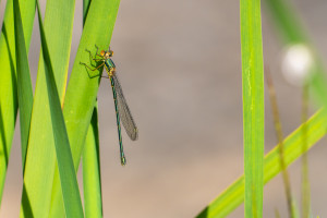 chalcolestes viridis le leste vert femelle chalcolestes viridis le leste vert femelle