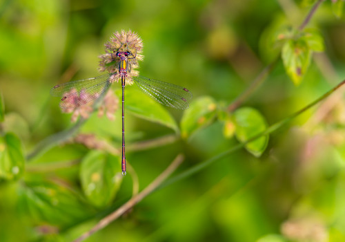 chalcolestes viridis  le leste vert  male