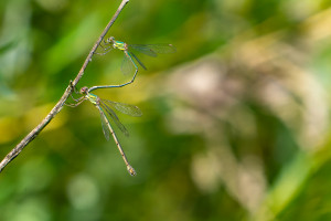chalcolestes viridis le leste vert tandem chalcolestes viridis le leste vert tandem