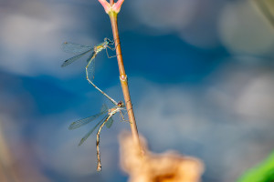 chalcolestes viridis tandem chalcolestes viridis tandem
