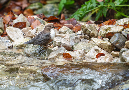 cinclus cinclus  le cincle plongeur 