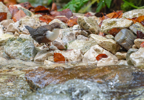cinclus cinclus  le cincle plongeur 