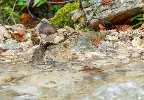 cinclus cinclus  le cincle plongeur 