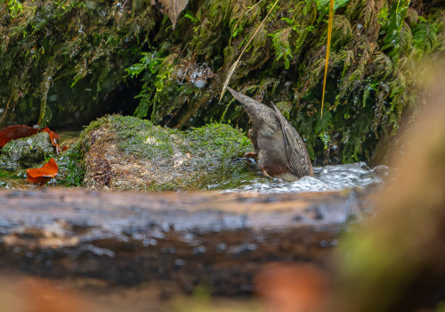cinclus cinclus  le cincle plongeur 