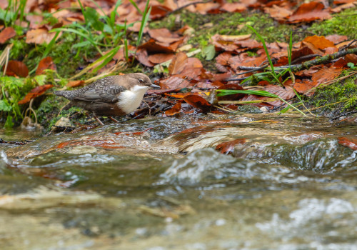 cinclus cinclus  le cincle plongeur 