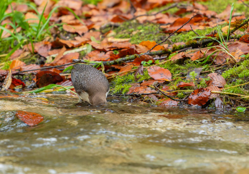 cinclus cinclus  le cincle plongeur 