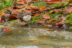 cinclus cinclus le cincle plongeur cinclus cinclus le cincle plongeur