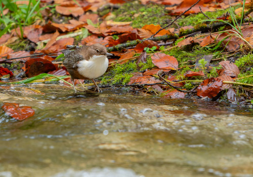 cinclus cinclus  le cincle plongeur 
