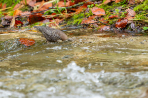 cinclus cinclus le cincle plongeur cinclus cinclus le cincle plongeur