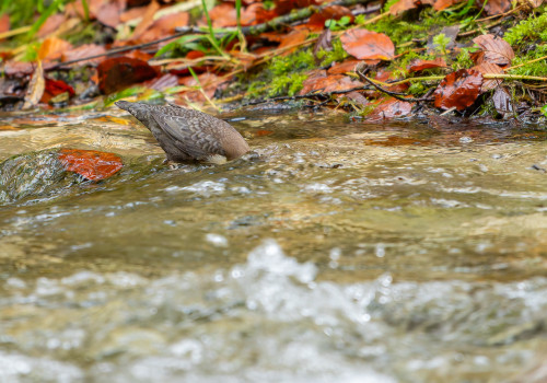 cinclus cinclus  le cincle plongeur 
