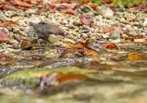 cinclus cinclus  le cincle plongeur 
