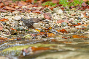 cinclus cinclus le cincle plongeur cinclus cinclus le cincle plongeur