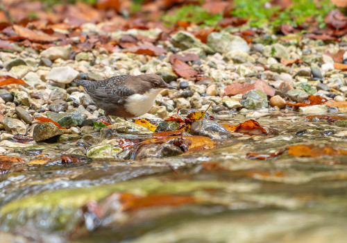 cinclus cinclus  le cincle plongeur 