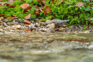 cinclus cinclus le cincle plongeur cinclus cinclus le cincle plongeur