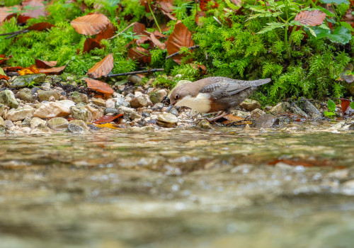 cinclus cinclus  le cincle plongeur 