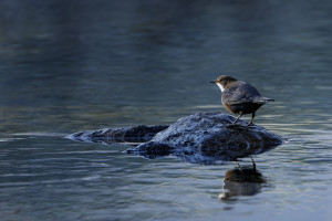 cinclus cinclus le cincle plongeur cinclus cinclus le cincle plongeur