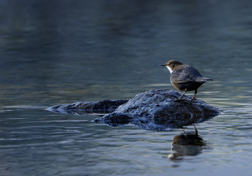 cinclus cinclus le cincle plongeur cinclus cinclus le cincle plongeur