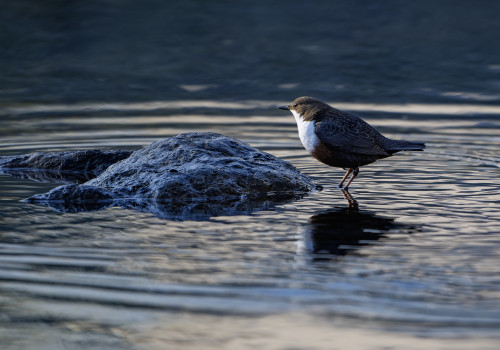 cinclus cinclus le cincle plongeur cinclus cinclus le cincle plongeur