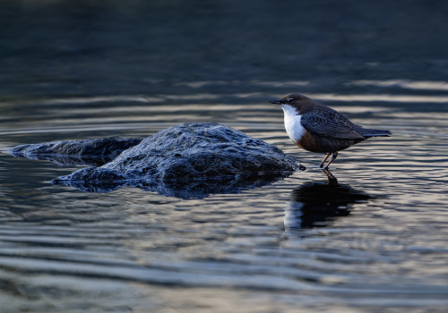 cinclus cinclus le cincle plongeur cinclus cinclus le cincle plongeur