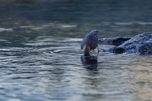 cinclus cinclus le cincle plongeur cinclus cinclus le cincle plongeur