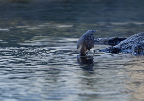 cinclus cinclus le cincle plongeur cinclus cinclus le cincle plongeur