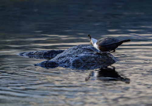 cinclus cinclus le cincle plongeur cinclus cinclus le cincle plongeur