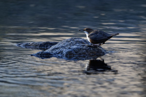 cinclus cinclus le cincle plongeur cinclus cinclus le cincle plongeur