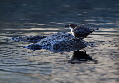 cinclus cinclus le cincle plongeur cinclus cinclus le cincle plongeur