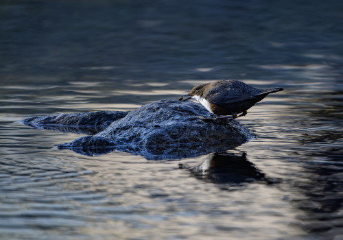 cinclus cinclus le cincle plongeur cinclus cinclus le cincle plongeur