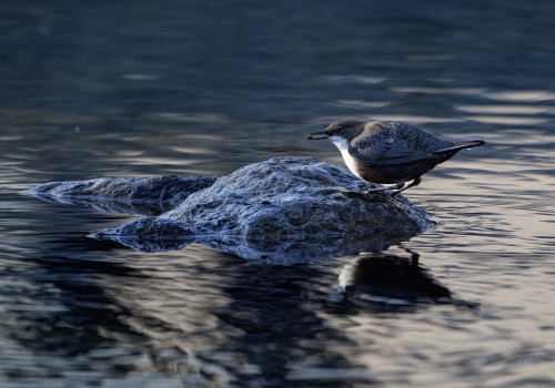 cinclus cinclus le cincle plongeur cinclus cinclus le cincle plongeur