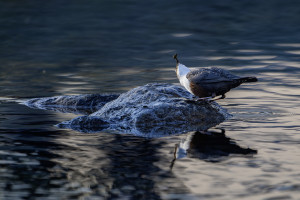 cinclus cinclus le cincle plongeur cinclus cinclus le cincle plongeur