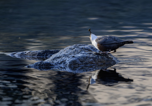 cinclus cinclus le cincle plongeur cinclus cinclus le cincle plongeur