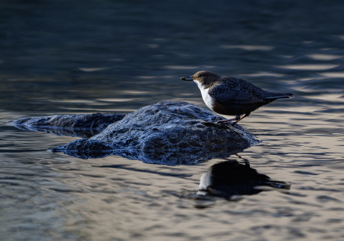 cinclus cinclus le cincle plongeur cinclus cinclus le cincle plongeur