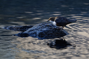 cinclus cinclus le cincle plongeur cinclus cinclus le cincle plongeur