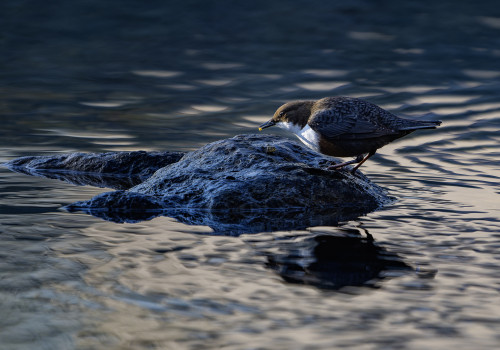 cinclus cinclus le cincle plongeur cinclus cinclus le cincle plongeur