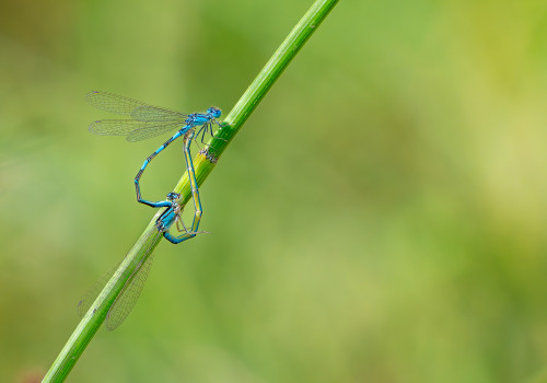 coenagrion caerulescens   agrion bleuissant coeur copulatoire