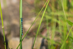 coenagrion caerulescens agrion bleuissant femelle coenagrion caerulescens agrion bleuissant femelle